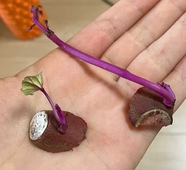 株式会社ファーマン。ボトムビジュアル。