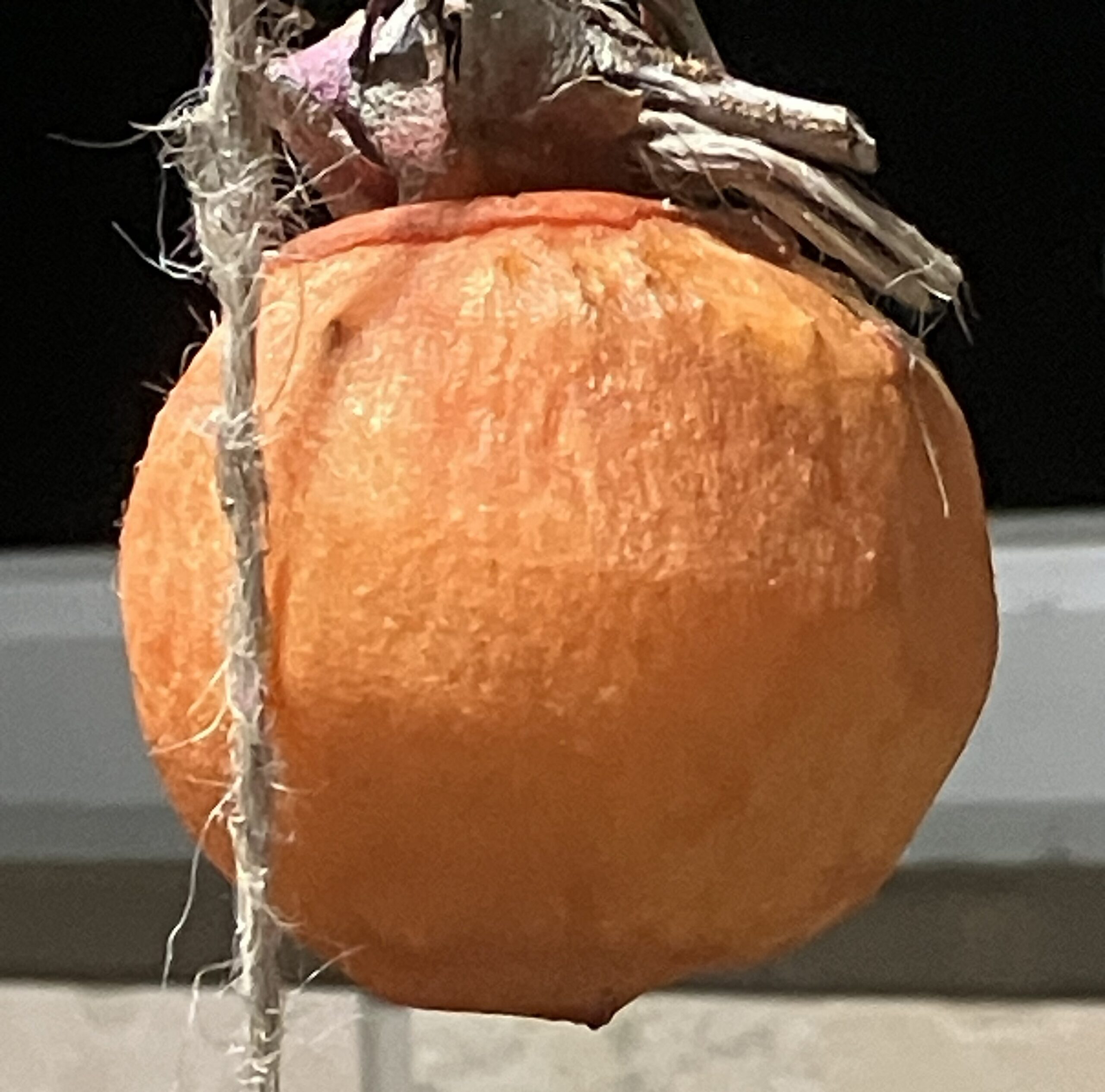 株式会社ファーマン。ボトムビジュアル。